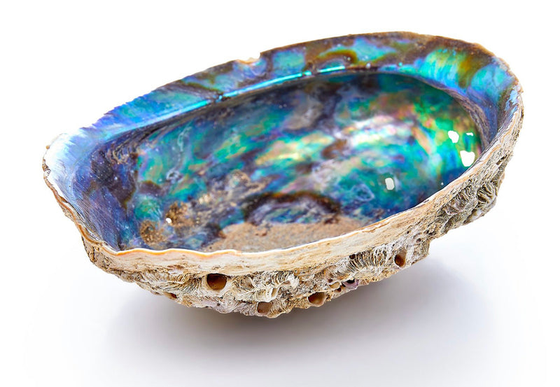 Abalone Smudging Dish